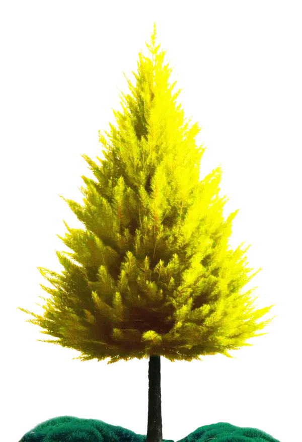 Pallino-MainTree-AS-1081747080-1499×1025-v2-1-600×878.png (1)