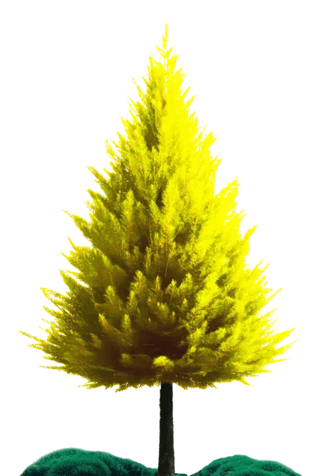 Pallino Main Tree